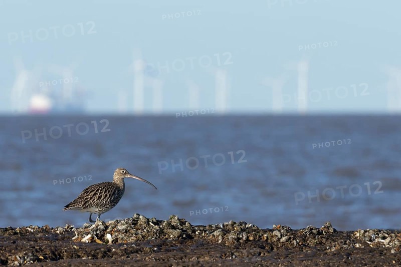 Eurasian curlew (Numenius arquata) adult wading bird on a coastline with turbines of an off shore wind farm in the background, England, United Kingdom