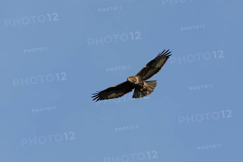 Common buzzard (Buteo buteo) adult bird of prey in flight, England, United Kingdom