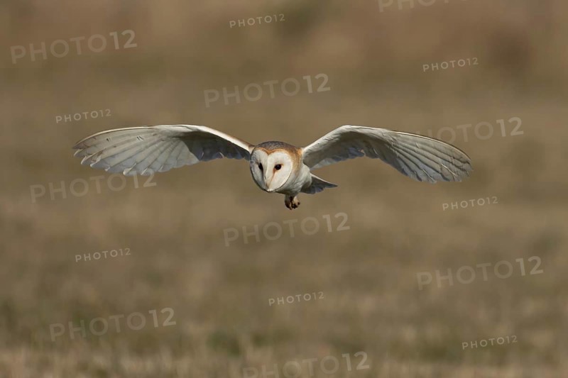 Barn owl (Tyto alba) adult bird of prey hunting in flight over grassland, England, United Kingdom
