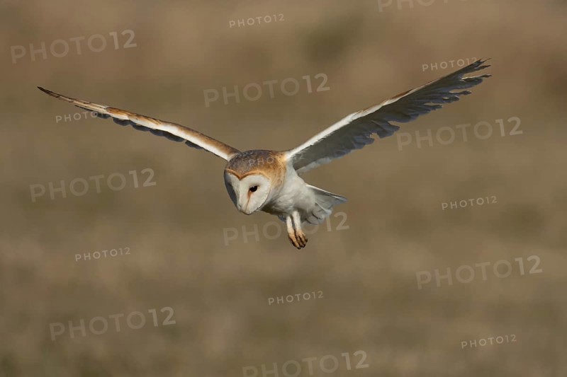 Barn owl (Tyto alba) adult bird of prey hovering in flight, England, United Kingdom