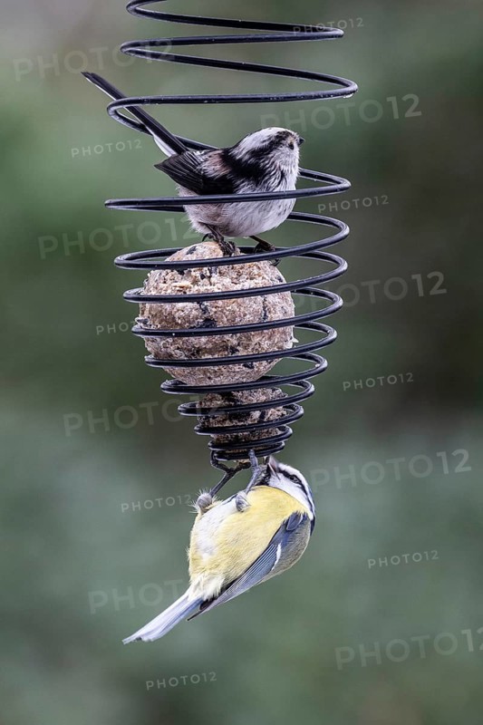 Long-tailed Tit (Aegithalos caudatus) and Blue Tit (Parus caerulea) at the tit dumpling, Emsland, Lower Saxony, Germany
