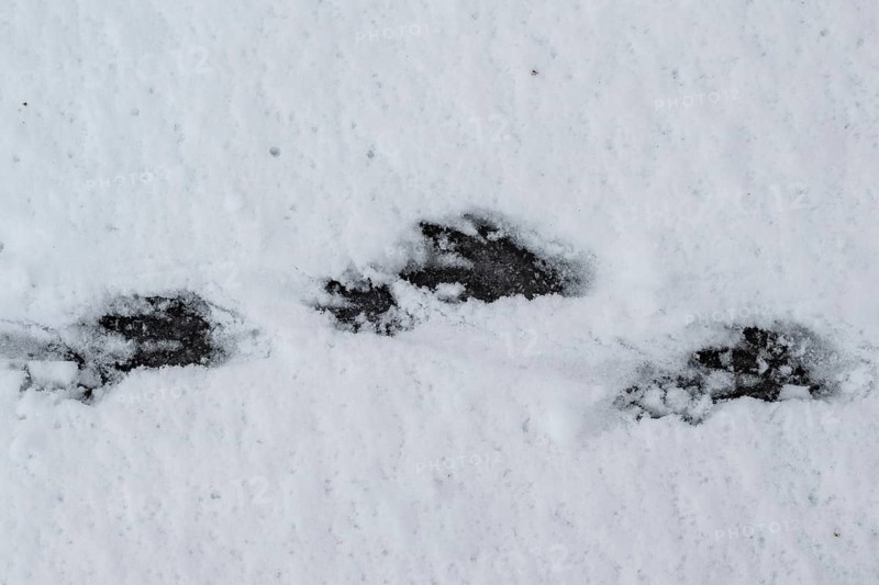 Track of nutria (Myocastor coypus) in the snow, Emsland, Lower Saxony, Germany
