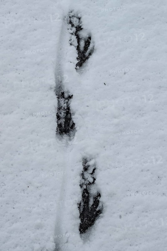 Track of nutria (Myocastor coypus) in the snow, Emsland, Lower Saxony, Germany