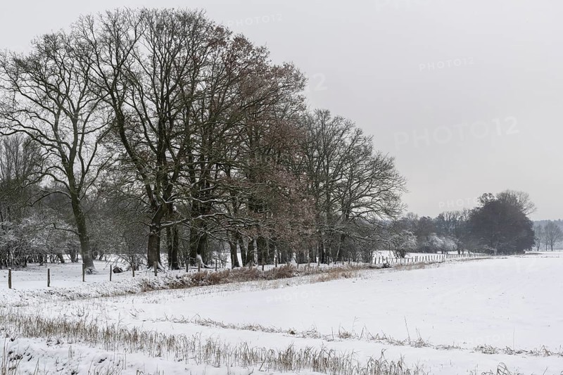 Winter landscape with oaks (Quercus robur), Emsland, Lower Saxony, Germany