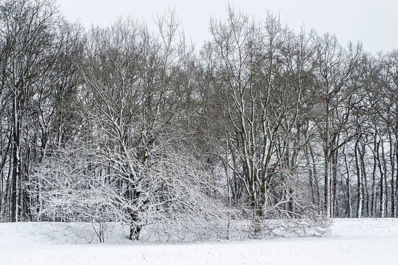 Winter landscape with black alders (Alnus glutinosa) and oaks (Quercus robur), Emsland, Lower Saxony, Germany