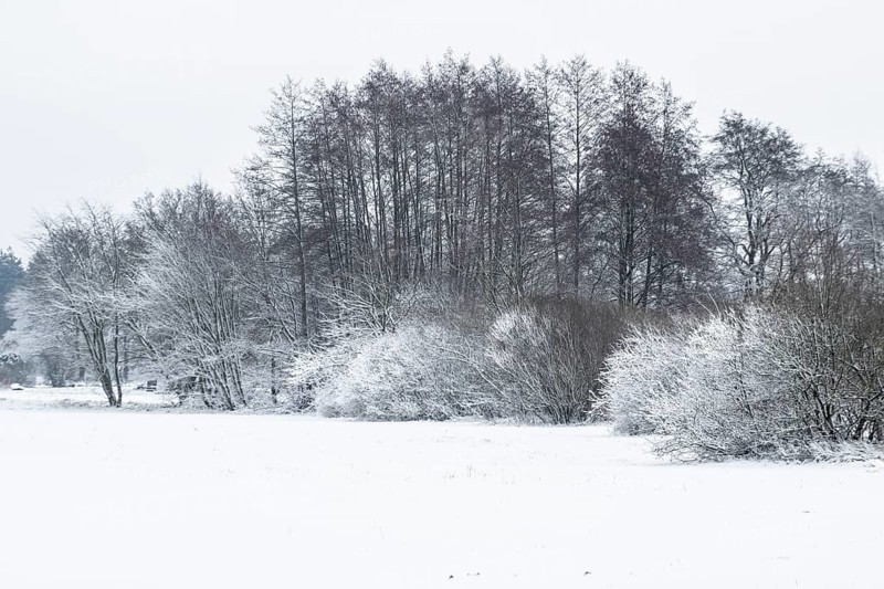 Winter landscape with black alders (Alnus glutinosa) and willows (Salix), Emsland, Lower Saxony, Germany