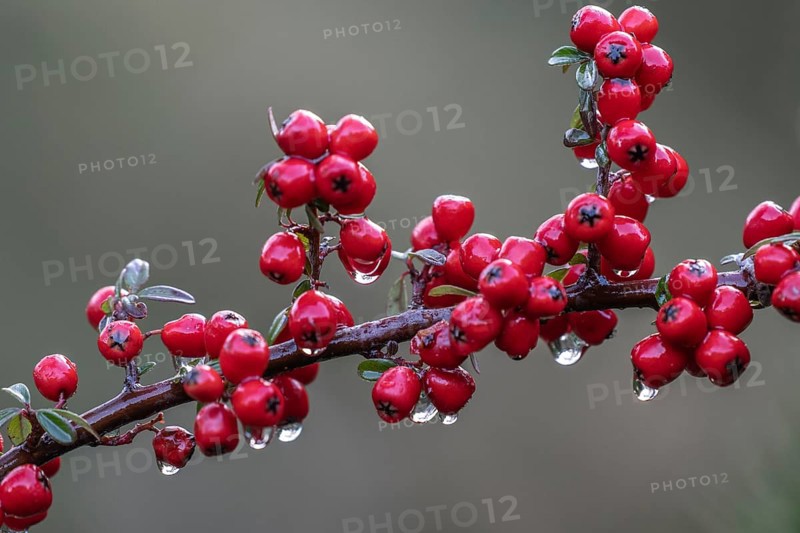 Cotoneaster horizontalis, Emsland, Lower Saxony, Germany