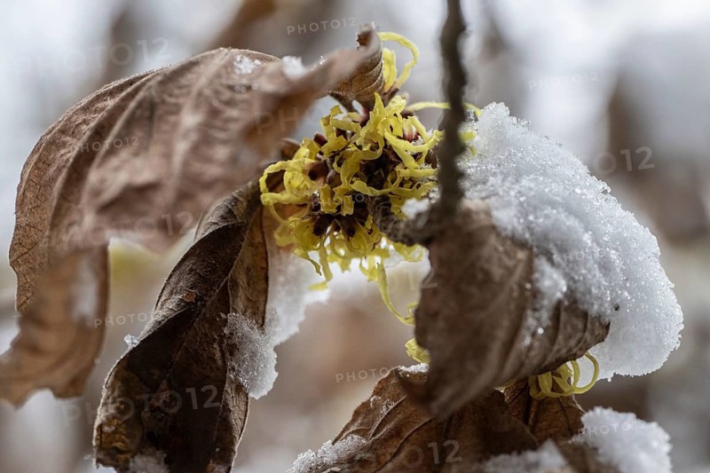Witch hazel (Hamamelis mollis Pallida) in the snow, Emsland, Lower Saxony, Germany