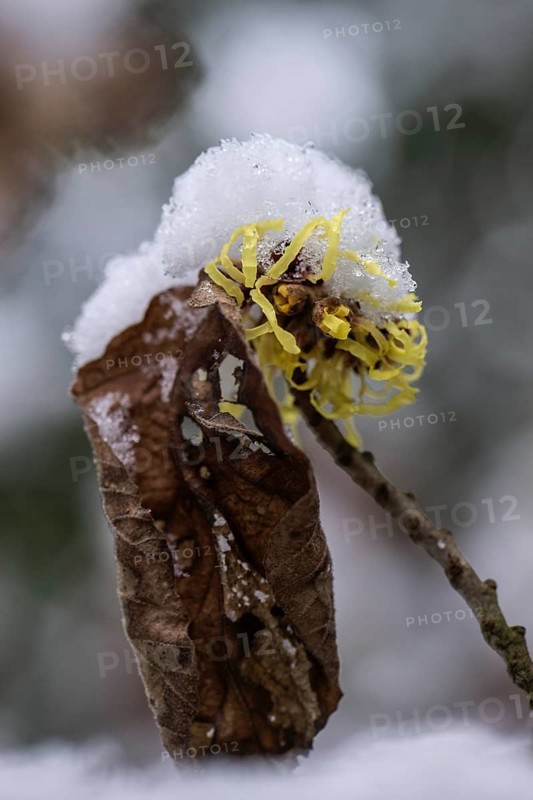 Witch hazel (Hamamelis mollis Pallida) in the snow, Emsland, Lower Saxony, Germany