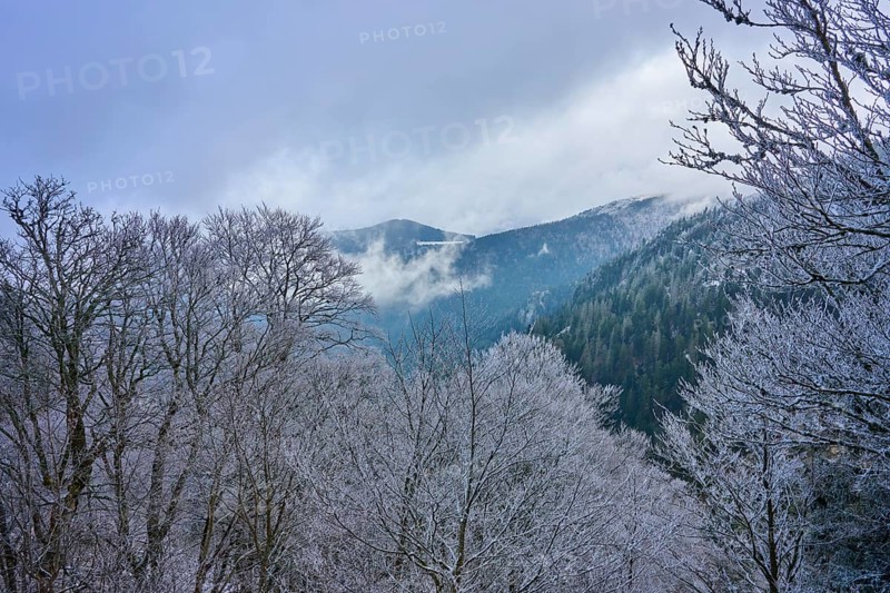 Frosty forest with view of foggy mountains in winter light, winter, Col de la Schlucht, Le Valtin, Vosges, France