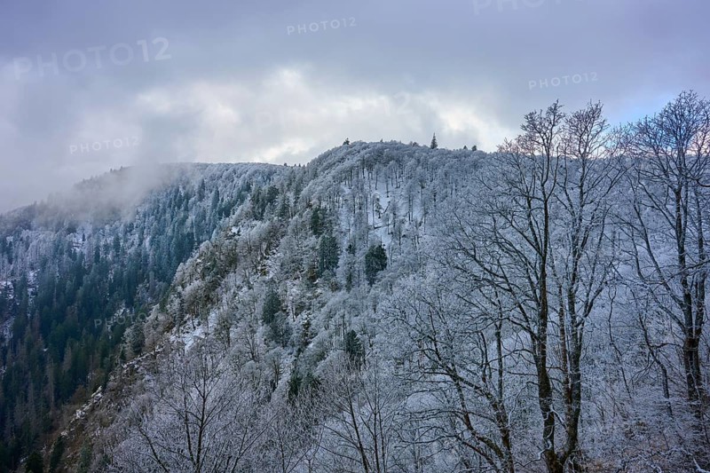 Frosty treetops above a wooded hill with thick clouds, winter, Col de la Schlucht, Le Valtin, Vosges, France