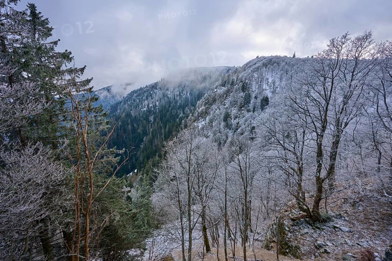 Wintery hill with frost-covered trees and fog over the peaks, winter, Col de la Schlucht, Le Valtin, Vosges, France