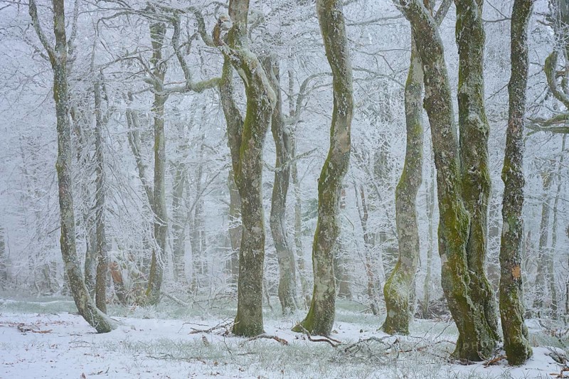 Snowy tree trunks in foggy winter forest, cool and quiet, European beech, winter, Hohneck, La Bresse, Vosges, France