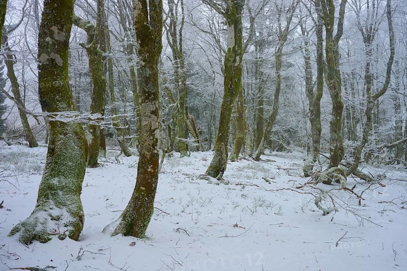 Quiet winter forest with snow-covered trees, European beech, winter, Hohneck, La Bresse, Vosges, France