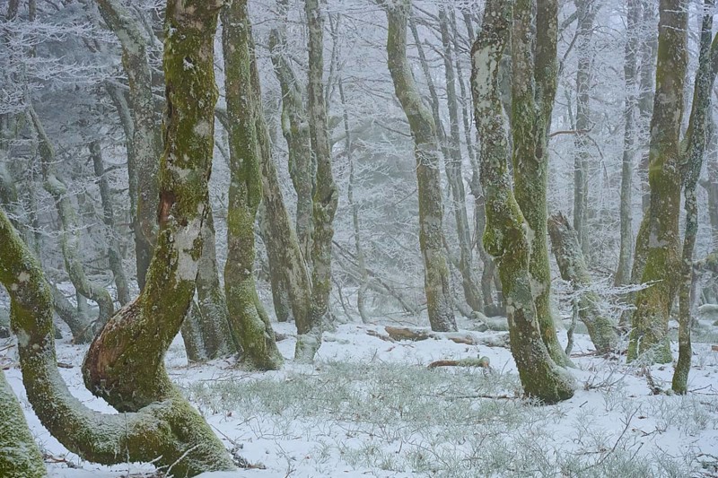 Snowy forest with mystical flair due to foggy conditions, European beech, winter, Hohneck, La Bresse, Vosges, France