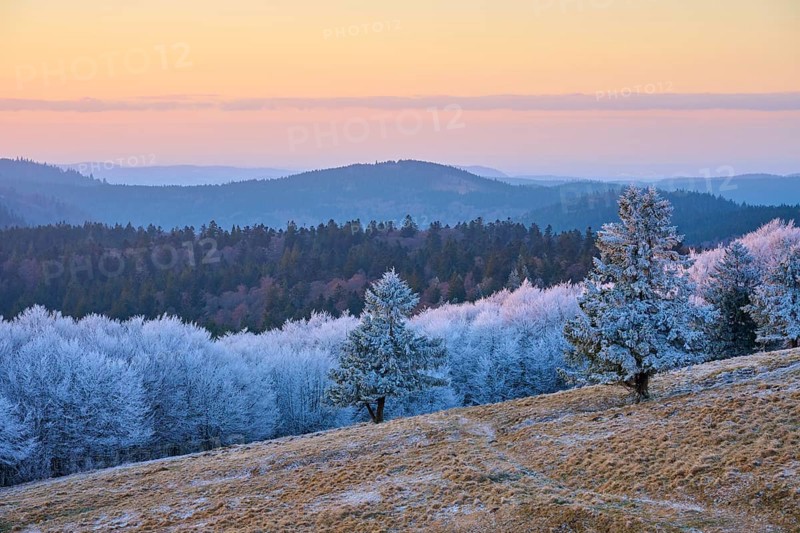 Frozen hilly landscape in soft shades of blue and pink at dusk, winter, Route de Cretes, Hohneck, La Bresse, Vosges, France