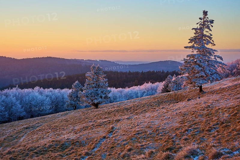 Lonely trees under frosty sunset light on a slope, winter, Route de Cretes, Hohneck, La Bresse, Vosges, France