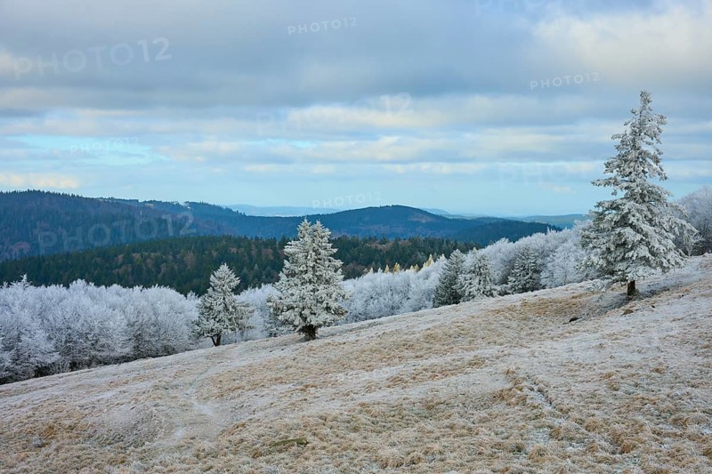 Snowy trees on a hill against a mountain backdrop in winter, winter, Route de Cretes, Hohneck, La Bresse, Vosges, France