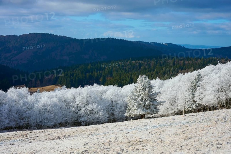 Trees and hills covered by snow under cloudy sky in a wintry atmosphere, winter, Route de Cretes, Hohneck, La Bresse, Vosges, France