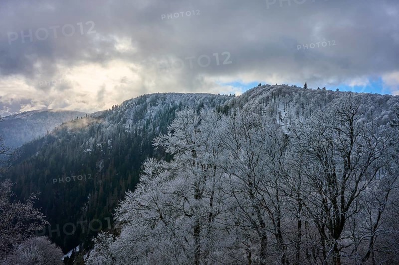 Snowy trees against a gloomy sky in a wintry mountain landscape, winter, Col de la Schlucht, Le Valtin, Vosges, France