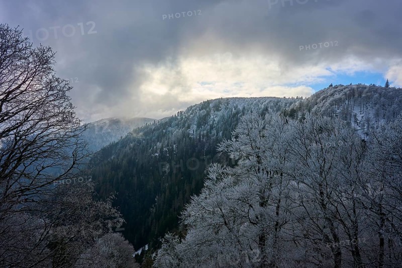 Winter mountain landscape with snowy trees under cloudy sky, winter, Col de la Schlucht, Le Valtin, Vosges, France
