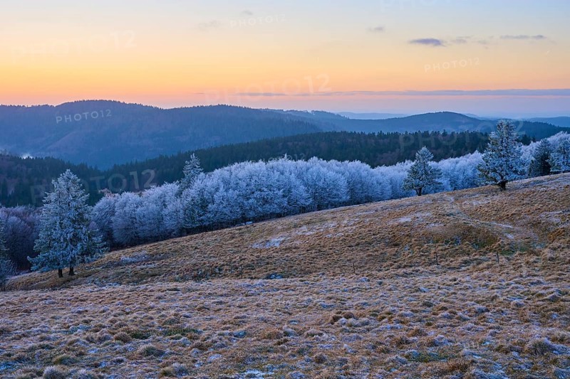 Rolling hills with snow-covered trees at dusk, winter, Route de Cretes, Hohneck, La Bresse, Vosges, France