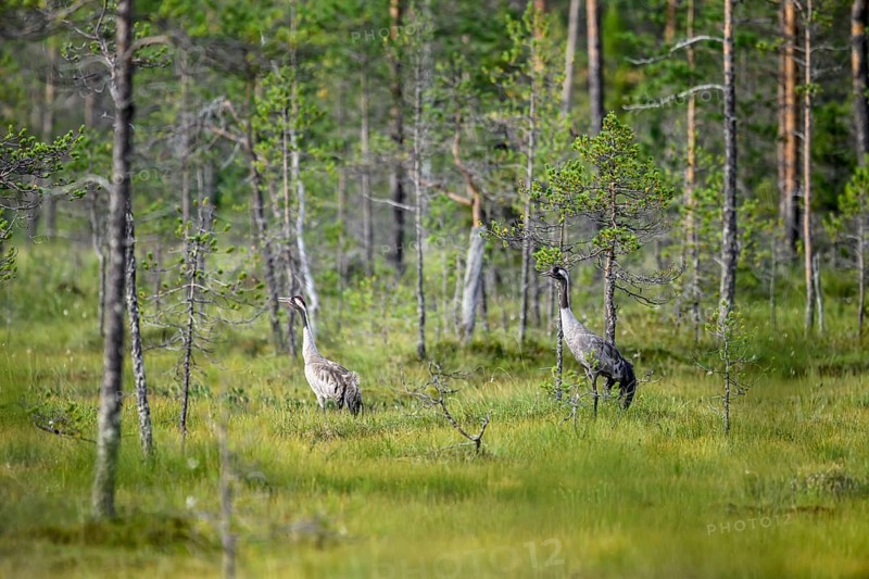 Two cranes stand in swampy forest surrounded by nature and tall trees, Karelia, Finland