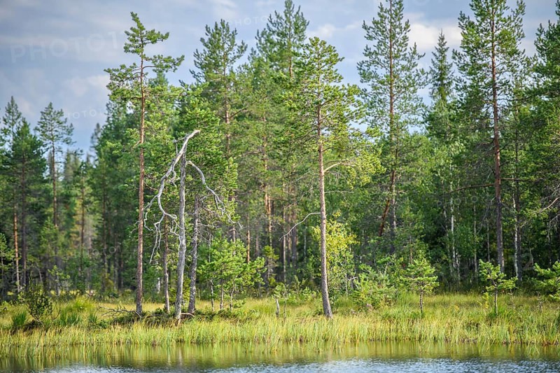 Green boggy pine forest Taiga summer forest with pine trees and pale sky in the background on the banks of a body of water, Karelia, Lapland, Finland