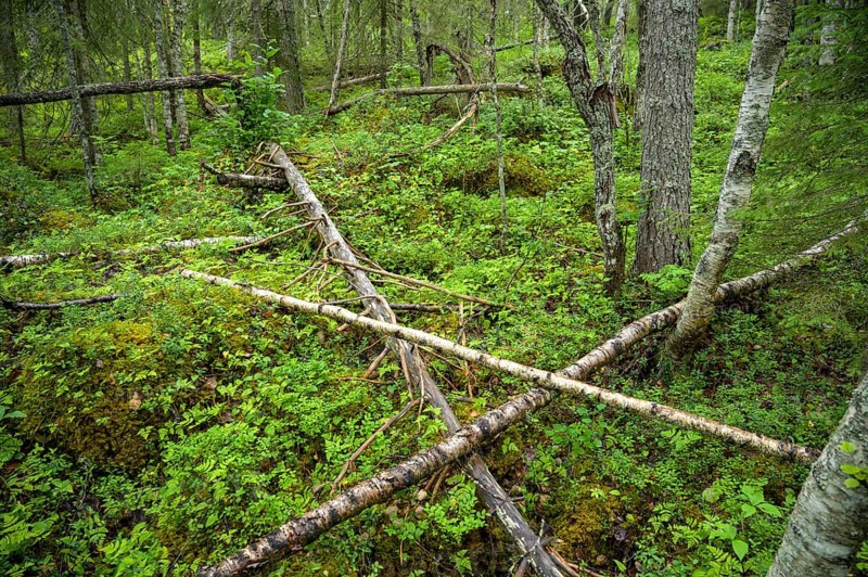 Dense forest with fallen trees covered by moss, pristine natural scenery, Svedjehamn, Kvarken Archipelago, Finland