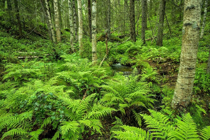 Dense green forest full of ferns and moss with large trees, quiet wilderness atmosphere, Svedjehamn, Kvarken Archipelago, Finland