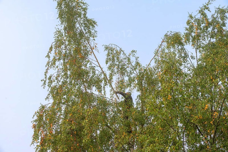 Tree climber cuts a birch (Betula), Eckental, Middle Franconia, Bavaria, Germany