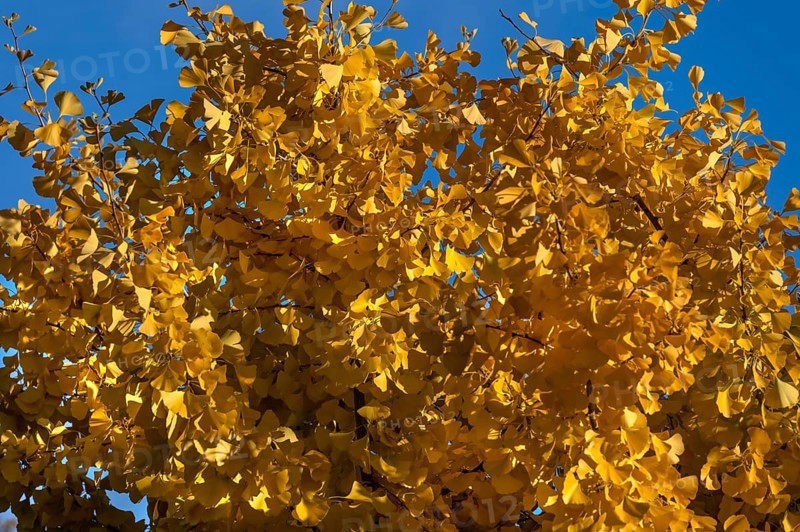 Ginkgo tree (ginkgo biloba) in autumn colour, Franconia, Bavaria, Germany