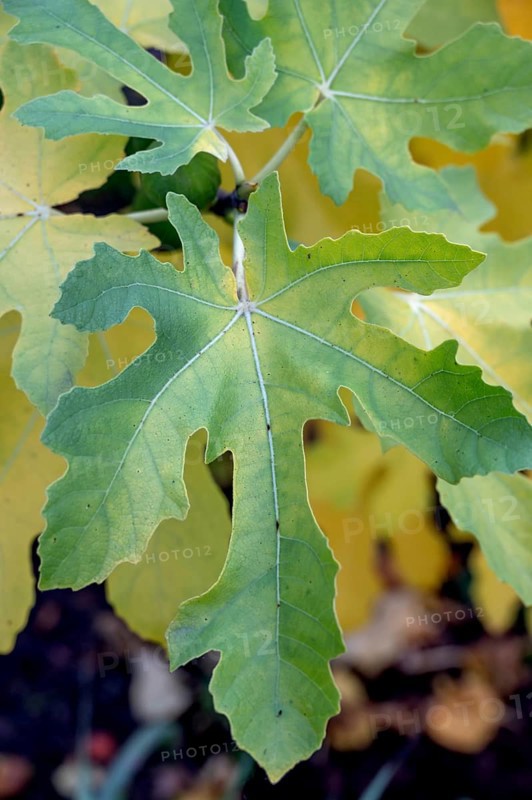 Fig leaves (Ficus carica), Bavaria, Germany