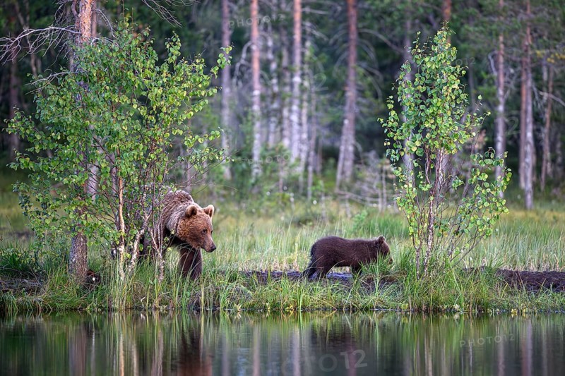 A brown bear (Ursus arctos) with young explores the forest shore at dusk, the water reflects the scene, Karelia, Lapland, Finland