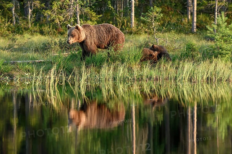 A brown bear (Ursus arctos) and its young at the edge of the forest, by the lake, their reflection visible in the water, Karelia, Lapland, Finland