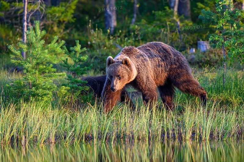 A large brown bear (Ursus arctos) moves through tall grass in the evening light, Karelia, Lapland, Finland
