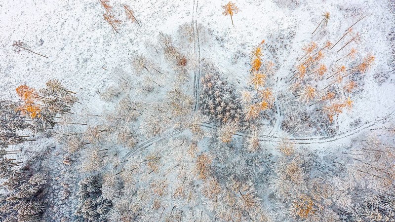 Hankenberge, Hilter am Teutoburger Wald, Lower Saxony, Germany, Bird's eye view of snow-covered landscape, larches (Larix decidua) with light orange tones, aerial view, drone image