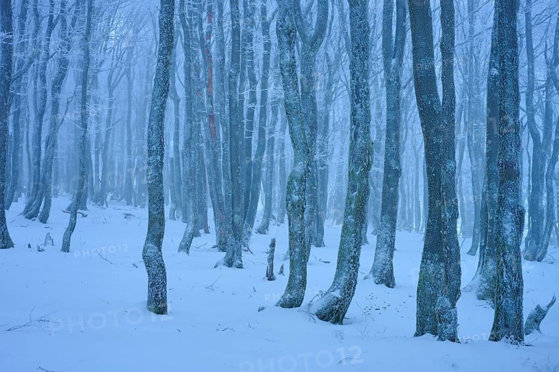 Dense bare trees in a snowy, foggy forest, copper beech (Fagus sylvatica), winter, Hohneck, La Bresse, Vosges, France