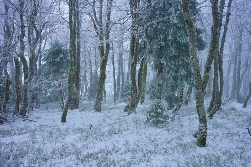 Snow-covered forest with conifers in a foggy winter scenery, copper beech (Fagus sylvatica), winter, Hohneck, La Bresse, Vosges, France