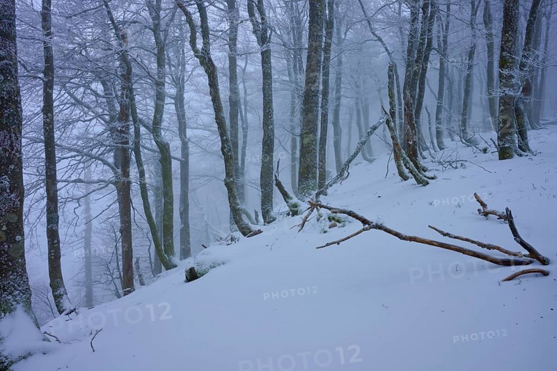 Snow-covered hilly landscape with bare tree trunks and foggy atmosphere, copper beech (Fagus sylvatica), winter, Hohneck, La Bresse, Vosges, France