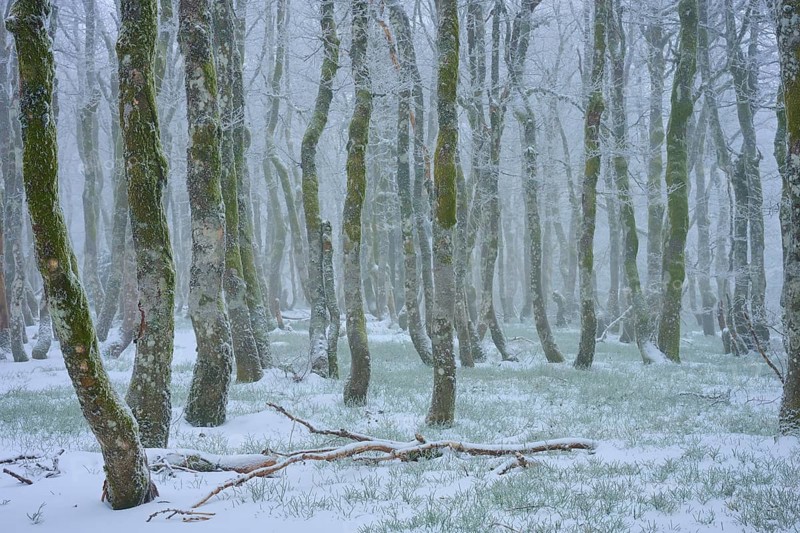 Snow-covered trees stand foggy in a wintry forest, copper beech (Fagus sylvatica), winter, Hohneck, La Bresse, Vosges, France