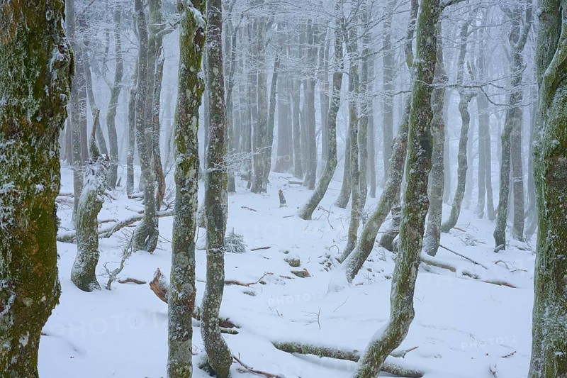 Dense tree trunks in the fog create a mystical, wintry atmosphere, copper beech (Fagus sylvatica), winter, Hohneck, La Bresse, Vosges, France
