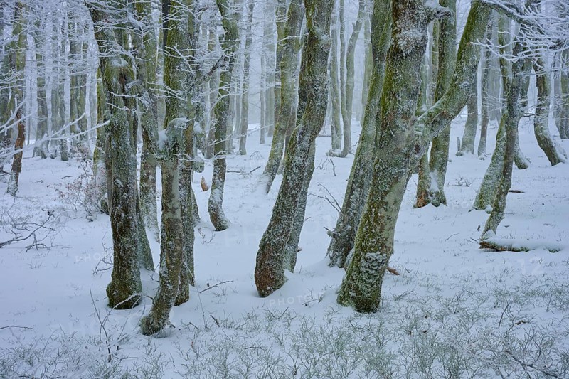 Snow-covered trees in the dense forest create a quiet, wintry atmosphere, copper beech (Fagus sylvatica), winter, Hohneck, La Bresse, Vosges, France