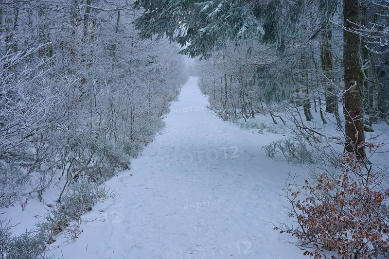 Snow-covered forest path leads quietly and secluded through the winter forest, copper beech (Fagus sylvatica), winter, Hohneck, La Bresse, Vosges, France