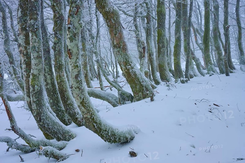 Snow-covered, crooked tree trunks stand close together. The scenery appears enchanted and silent, copper beech (Fagus sylvatica), winter, Hohneck, La Bresse, Vosges, France