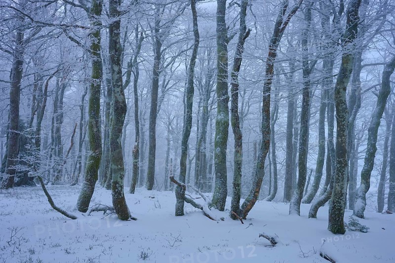 Snowy forest with frosty trees in a foggy, cold atmosphere, copper beech (Fagus sylvatica), winter, Hohneck, La Bresse, Vosges, France