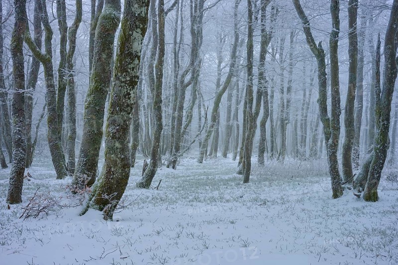 Dense trees stand quietly in a snowy winter landscape, shrouded in a light mist, copper beech (Fagus sylvatica), winter, Hohneck, La Bresse, Vosges, France