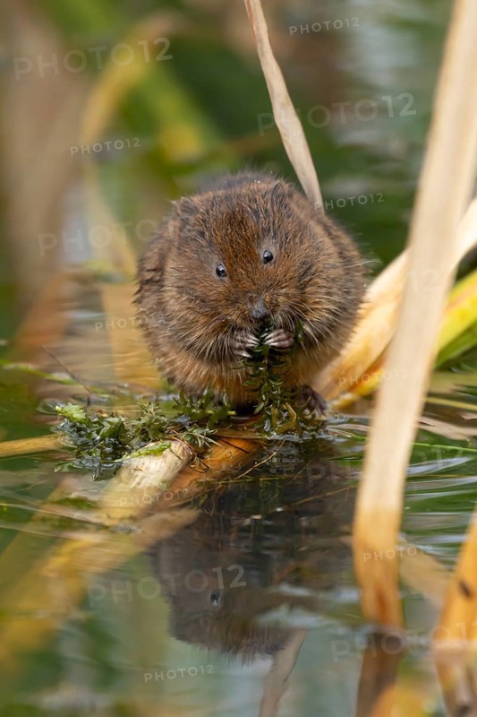 Water vole (Arvicola amphibius) adult animal rodent feeding on pond weed in summer, England, United Kingdom
