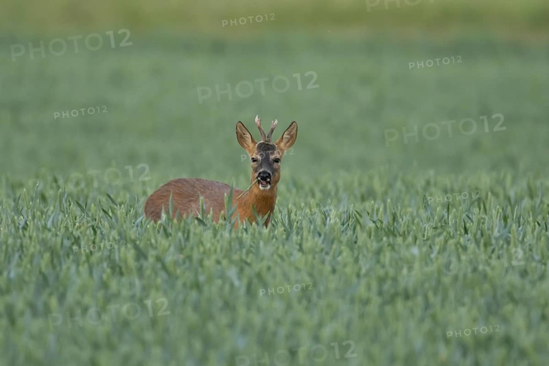 Roe deer (Capreolus capreolus) adult male buck animal feeding in a farmland wheat field in summer, England, United Kingdom