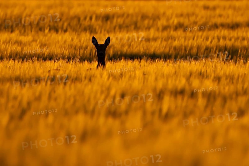 Roe deer (Capreolus capreolus) silhouette of an adult female doe animal in a farmland cereal field at sunset in summer, England, United Kingdom